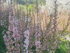 -苏州上方山国家森林公园