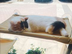 -平行世界·猫咖(首经贸店)