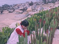 -广东惠东海龟国家级自然保护区
