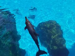 -珠海长隆海洋王国