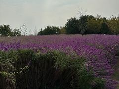 -上海滨江森林公园