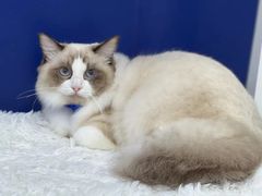-爱洗澡的猫(天河路店)