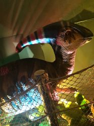 -恐龙探索乐园(磁器口店)