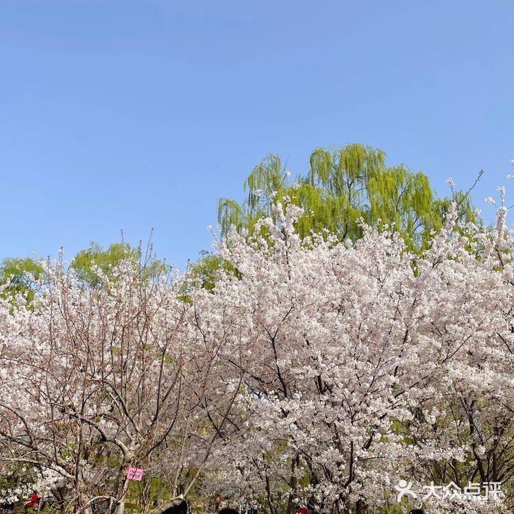 玉渊潭樱花节