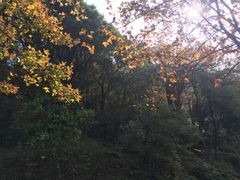 -广州市石门国家森林公园