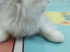 -子乐宠物医院