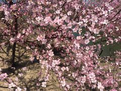 -大兴滨河森林公园