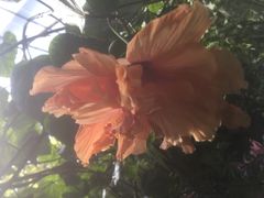 -呀路古热带植物园
