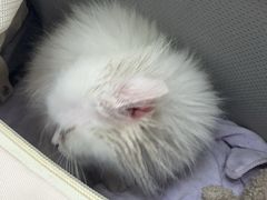 -宠颐生猫科·内科皮肤科(西平世纪城店)