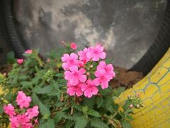 -石塘人家