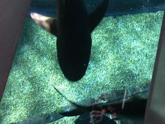 -暹罗海洋世界