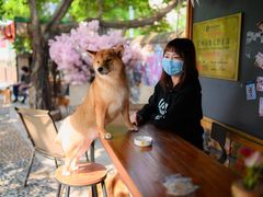 -柴犬高等学院·狗咖·柴犬售卖·宠物训练