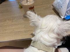 -The Habit Burger Grill 哈比特汉堡(爱琴海店)