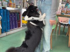 -东方动物医院·宠保定点·骨科·转诊中心(春城路·昆明站分院)