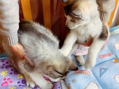-Husky Go! 哈士奇体验馆·宠物咖啡厅狗咖
