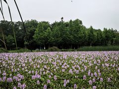 -白鹭湾湿地公园