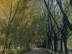 -长白岛森林公园