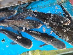 -浔味·山屿湖·正宗淳牌全鱼宴老字号