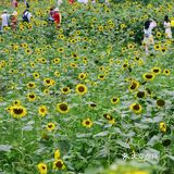 重庆夏天去哪里? || 北碚区向日葵免费拍照