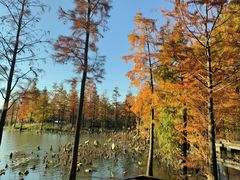 -昆山城市生态森林公园