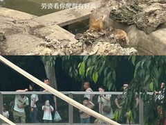 -成都动物园