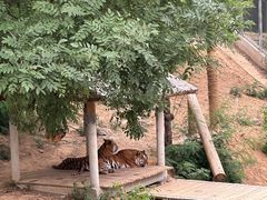 -石家庄市动物园