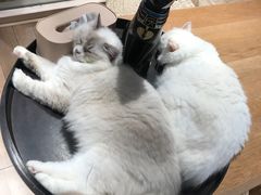 -瞄一喵猫咖(格力海岸店)