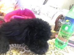 -荣耀金沙动物医院(清江西路店)