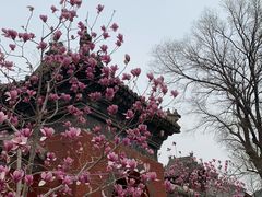 -红螺寺