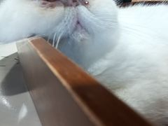 -藏猫猫咖啡主题馆(中央大道店)