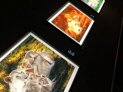 -罗红摄影艺术馆