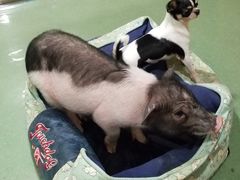 -藦茜花园宠物主题亲子互动体验馆(国顺东路店)