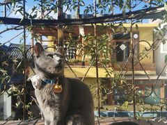 -喵屿·大理花园猫咖