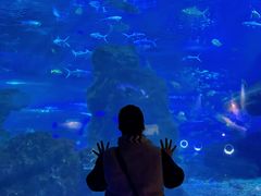 -海合安武汉极地海洋公园