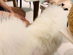 -安格丽娜·狗咖·猫咖羊驼咖(春熙路百盛商场店)