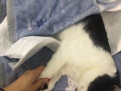 -瑞派长江宠物医院·猫科·外科·24小时夜护(谊城公寓分院)