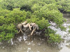 -北海金海湾红树林生态旅游区