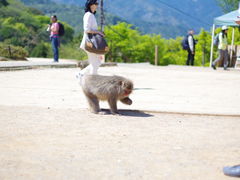 -岚山猴子公园