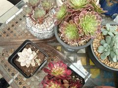 -龙大花卉苗木市场