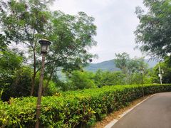 -阳台山森林公园