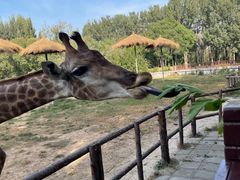 -北京野生动物园