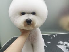 -创凡宠物医院·骨专科  猫科中心(西乡分院)