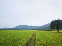 -艾米稻香小镇