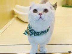 -momokira米努特·德文卷毛猫·棉花面纱犬
