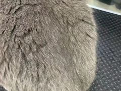 -车接车送·寄养洗护·德文猫舍(大宁店)