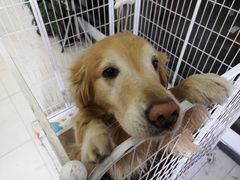 -上海蓝精灵改灯旗舰店(顾戴路店)