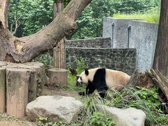 -都江堰中华大熊猫苑