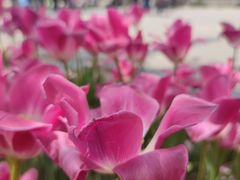 -石家庄市植物园