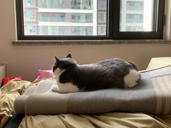 -关爱宠物医院·猫科中心·消化科(滨湖万达分院)