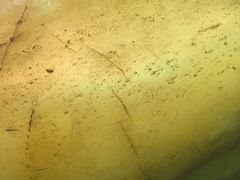 -鲜芋仙(苏州干将店)